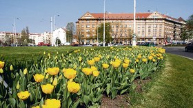 Velká tulipánová krádež v Praze 6! Cibulky zdarma nebudou, z kontejneru na kulaťáku je někdo sebral