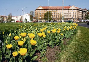 Tulipány na Vítězném náměstí v Praze 6