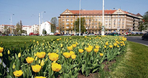 Tulipány na Vítězném náměstí v Praze 6