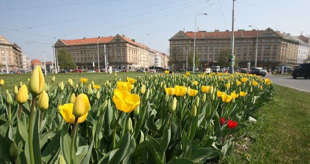 Tulipány na Vítězném náměstí v Praze 6.