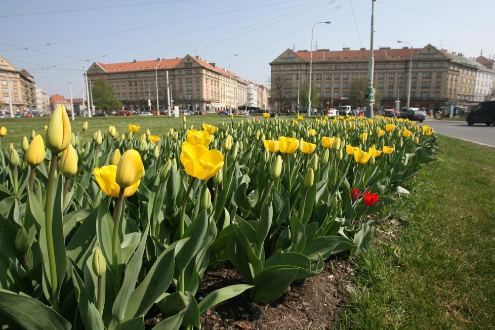 Tulipány na Vítězném náměstí v Praze 6.