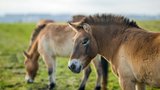 Návrat koní Převalského zpět do volné přírody: Zoo Praha je přepraví do Kazachstánu