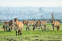 Budování v Zoo Praha: Koně Převalského budou mít novou expozici, vrátí se i nosorožci