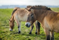 Návrat koní Převalského zpět do volné přírody: Zoo Praha je přepraví do Kazachstánu