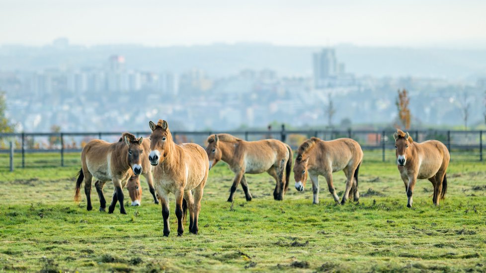 Zoo Praha buduje expozici koně Převalského.