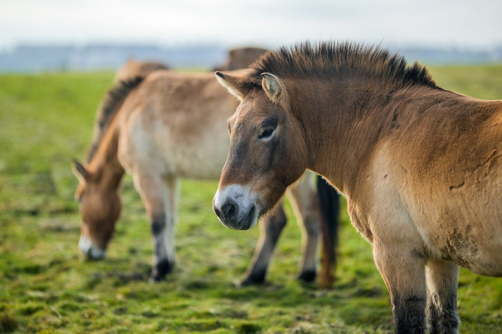 Zoo Praha buduje expozici koně Převalského.