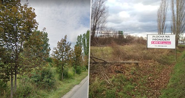 Stromy ve Vídeňské ulici.