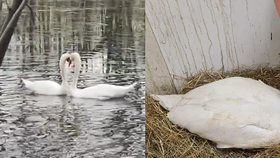Dojemný příběh pražské labutí rodinky: Boj o život mláďat, zlomené křídlo i nemoc! A šťastný návrat