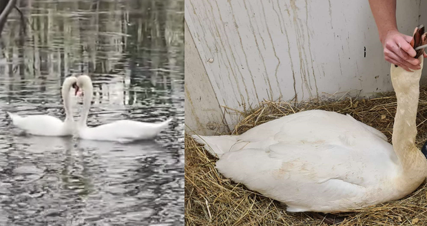 Dojemný příběh pražské labutí rodinky: Boj o život mláďat, zlomené křídlo i nemoc! A šťastný návrat