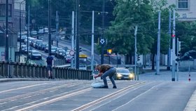 Šup zpátky do vody! Hrdina zachránil labuť z mostu v centru Prahy