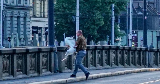Záchrana labutě v centru Prahy.