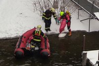 Hasiči vylovili z Vltavy v centru Prahy pět mrtvých labutí. Zabila je ptačí chřipka?