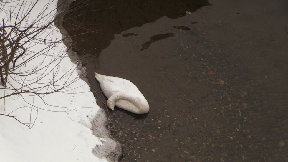 Hasiči lovili z Vltavy mrtvá těla labutí. Může za to ptačí chřipka?