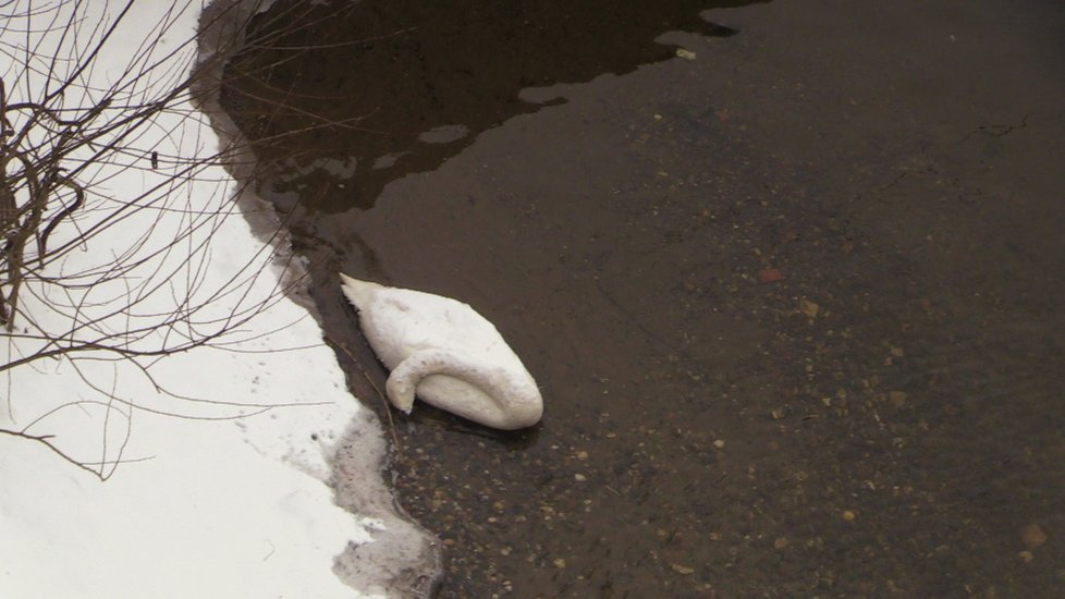 Hasiči lovili z Vltavy mrtvá těla labutí. Může za to ptačí chřipka?