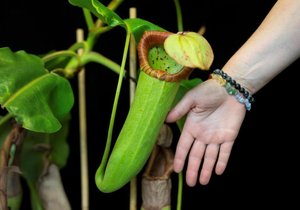 Vzácná masožravka láčkovka vyklíčila v pražské botanické zahradě.