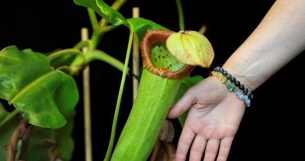 Vzácná masožravka láčkovka vyklíčila v pražské botanické zahradě.