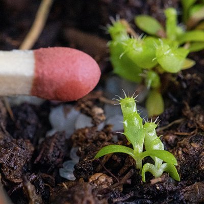 Vzácná masožravka láčkovka vyklíčila v pražské botanické zahradě.