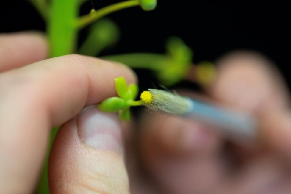 Vzácná masožravka láčkovka vyklíčila v pražské botanické zahradě.