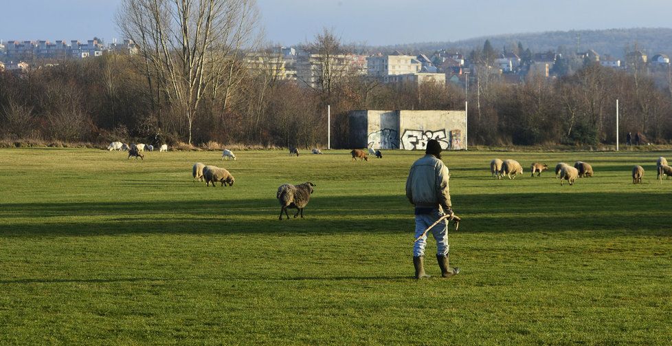 Místo golfistů na hřišti v Lahovicích můžete spatřit ovečky s pasáčkem