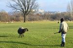 Místo golfistů na hřišti v Lahovicích můžete spatřit ovečky s pasáčkem.