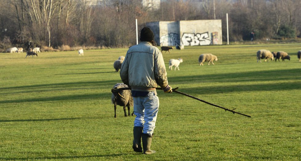 Místo golfistů na hřišti v Lahovicích můžete spatřit ovečky s pasáčkem