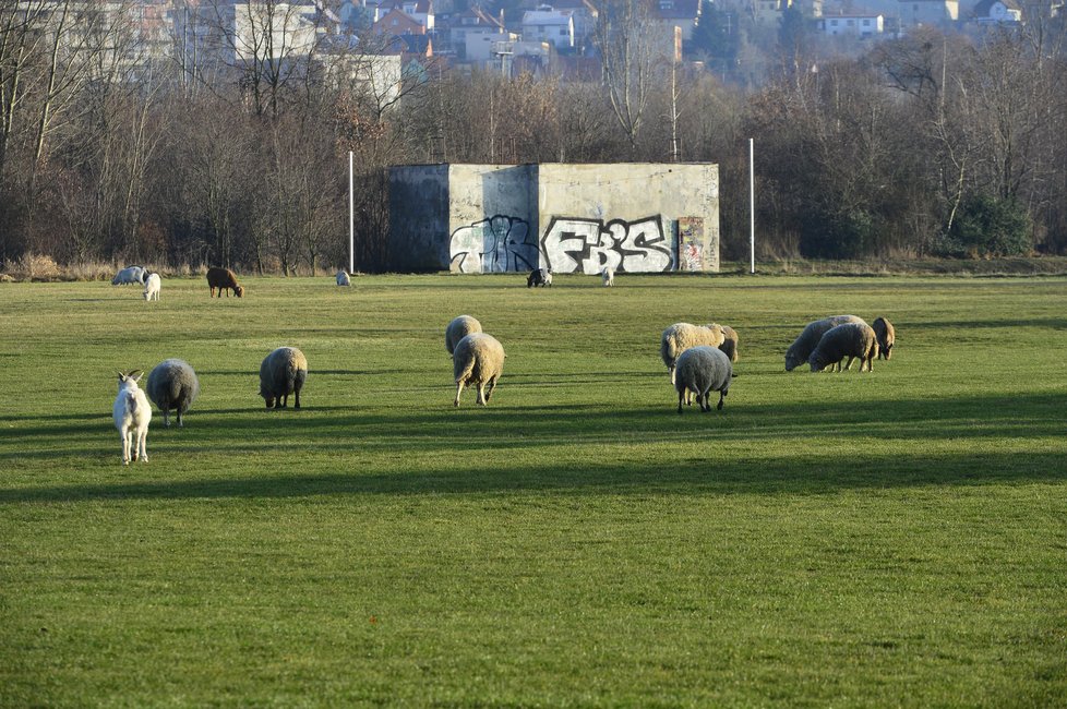 Místo golfistů na hřišti v Lahovicích můžete spatřit ovečky s pasáčkem.