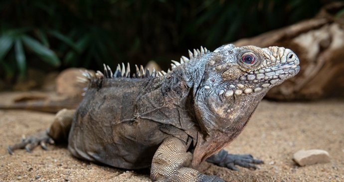 Smutek v Zoo Praha: Zemřel veterán Pepíno, nejstarší známý leguán kubánský! Bylo mu nejmíň 41 let