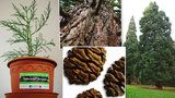 Chcete nejmohutnější strom na Zemi? Pražské lesy nabízejí tisíc sazenic sekvojovce