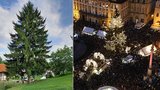 To je on! Praha má vánoční strom: Smrk měří 27 metrů a je z Libereckého kraje