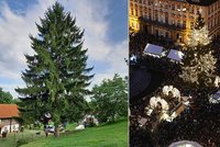 To je on! Praha má vánoční strom: Smrk měří 27 metrů a je z Libereckého kraje
