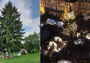 Vánoční strom pro Prahu pro rok 2023 bude z Libereckého kraje.