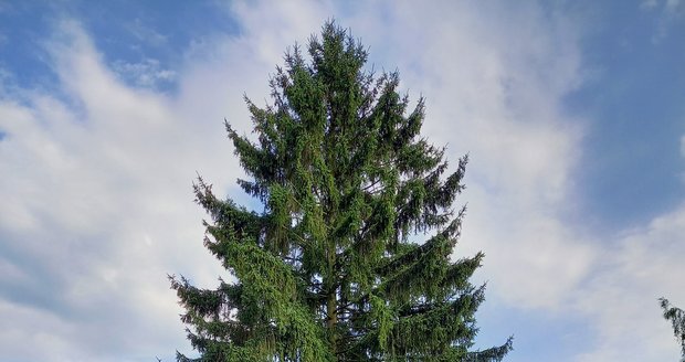 Vánoční strom pro Prahu pro rok 2023 bude z Libereckého kraje.