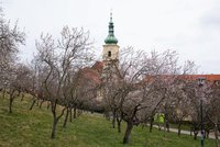 Praha se probouzí ze zimního spánku: Rozkvetly mandloně na Petříně! A která květina je pro Prahu typická?