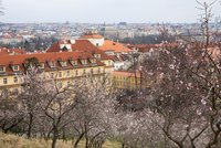 Počasí v Praze: Jaro ve vzduchu, teploty vyšplhají až k dvacítce, obloha bude zamračená