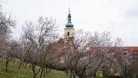 Kvetoucí mandloně na Petříně. (6. března 2023)