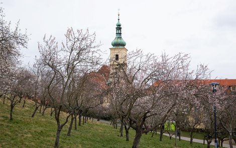 Kvetoucí mandloně na Petříně