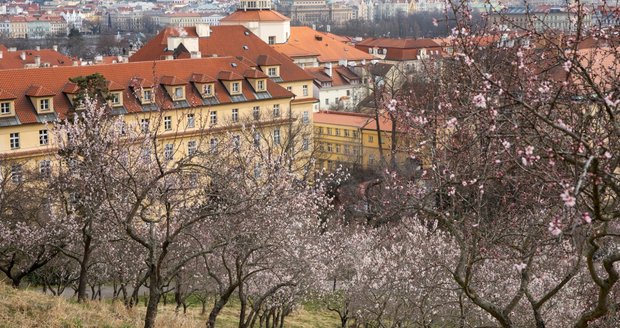Kvetoucí mandloně na Petříně. (6. března 2023)