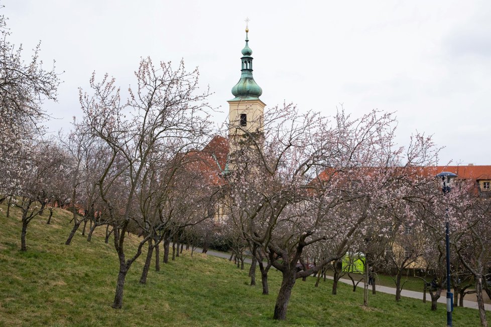 Kvetoucí mandloně na Petříně (6. března 2023)