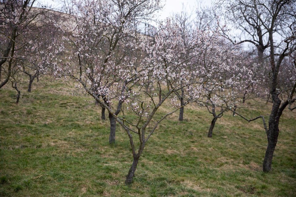 Kvetoucí mandloně na Petříně. (6. března 2023)