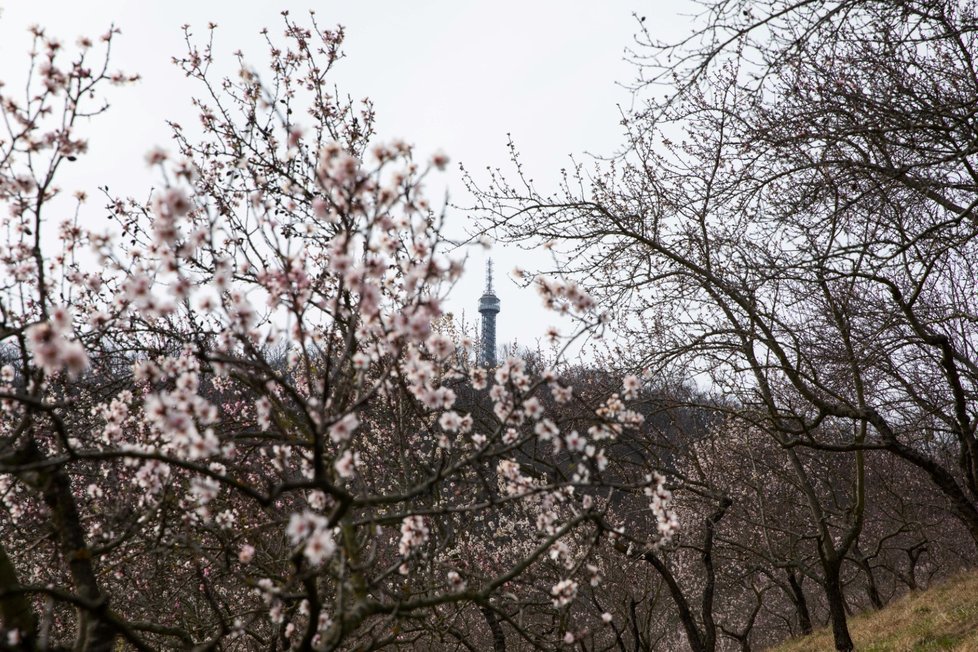 Kvetoucí mandloně na Petříně. (6. března 2023)