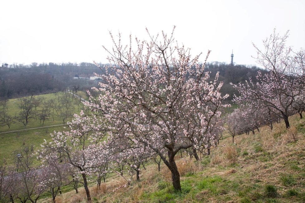 Kvetoucí mandloně na Petříně (6. března 2023)