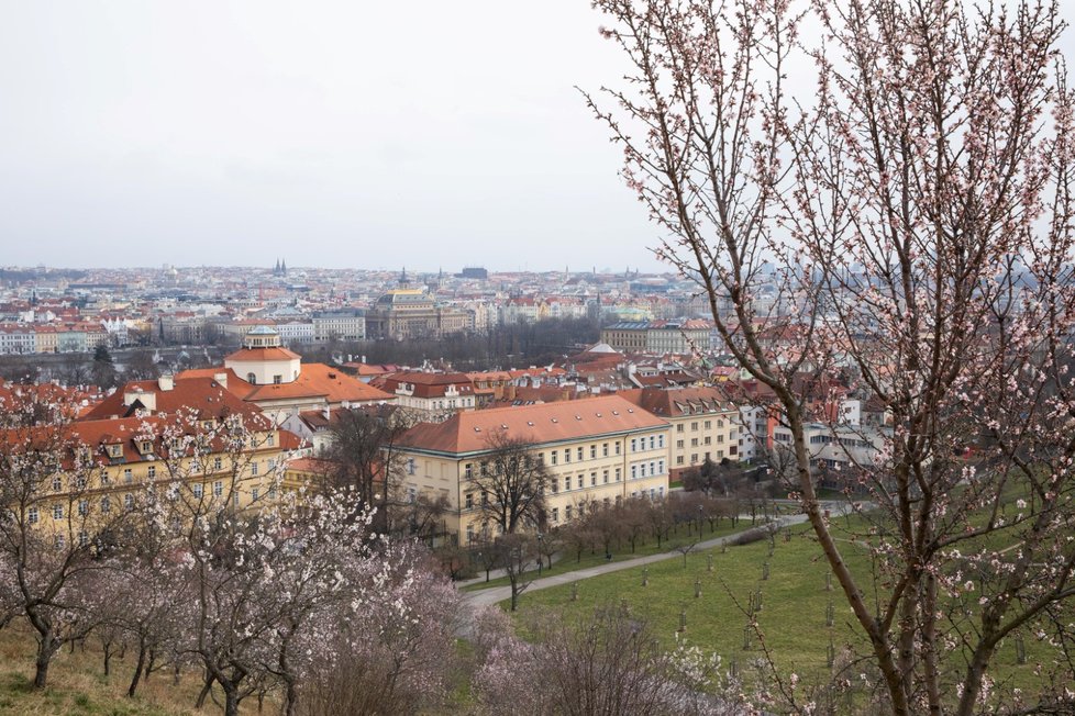 Kvetoucí mandloně na Petříně. (6. března 2023)