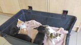 Hyenismus. 10 koťat někdo zavázal do pytle a vhodil kontejneru: Zachránil je kolemjdoucí