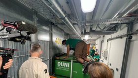Kolem šesté večerní hodiny už Duni pracovníci zoo ubytovávali v jejím novém domově v Zoo Praha. (16. září 2022)