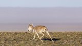 Zoo Praha se podílí na záchraně sajg mongolských: Přispěla také na jejich výzkum