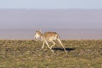 Zoo Praha se podílí na záchraně sajg mongolských: Přispěla také na jejich výzkum