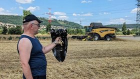 Motáci to nezmotali! Dravci poskakovali před kombajnem, zemědělce upozornili na své hnízdo