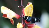 Jedovatá krása: V botanické zahradě vystavují tisíce exotických motýlů, co za unikáty je k vidění?
