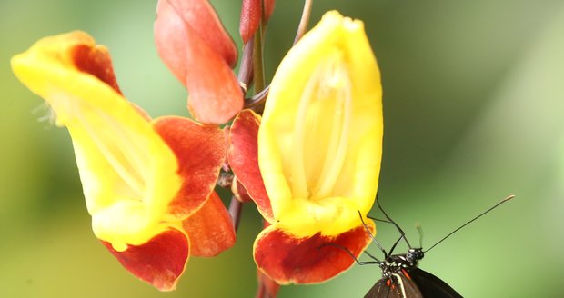 Jedovatá krása: Výstava exotických motýlů v Botanické zahradě v Troji. (červen 2021)