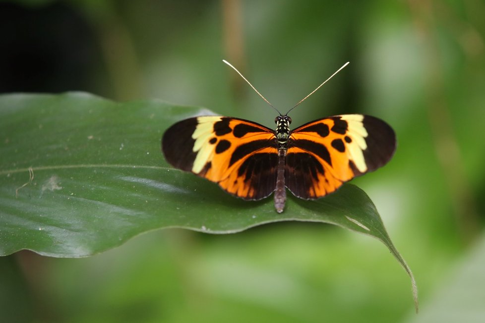 Mezi nejkrásnější patří jedovatí motýli Heliconius.